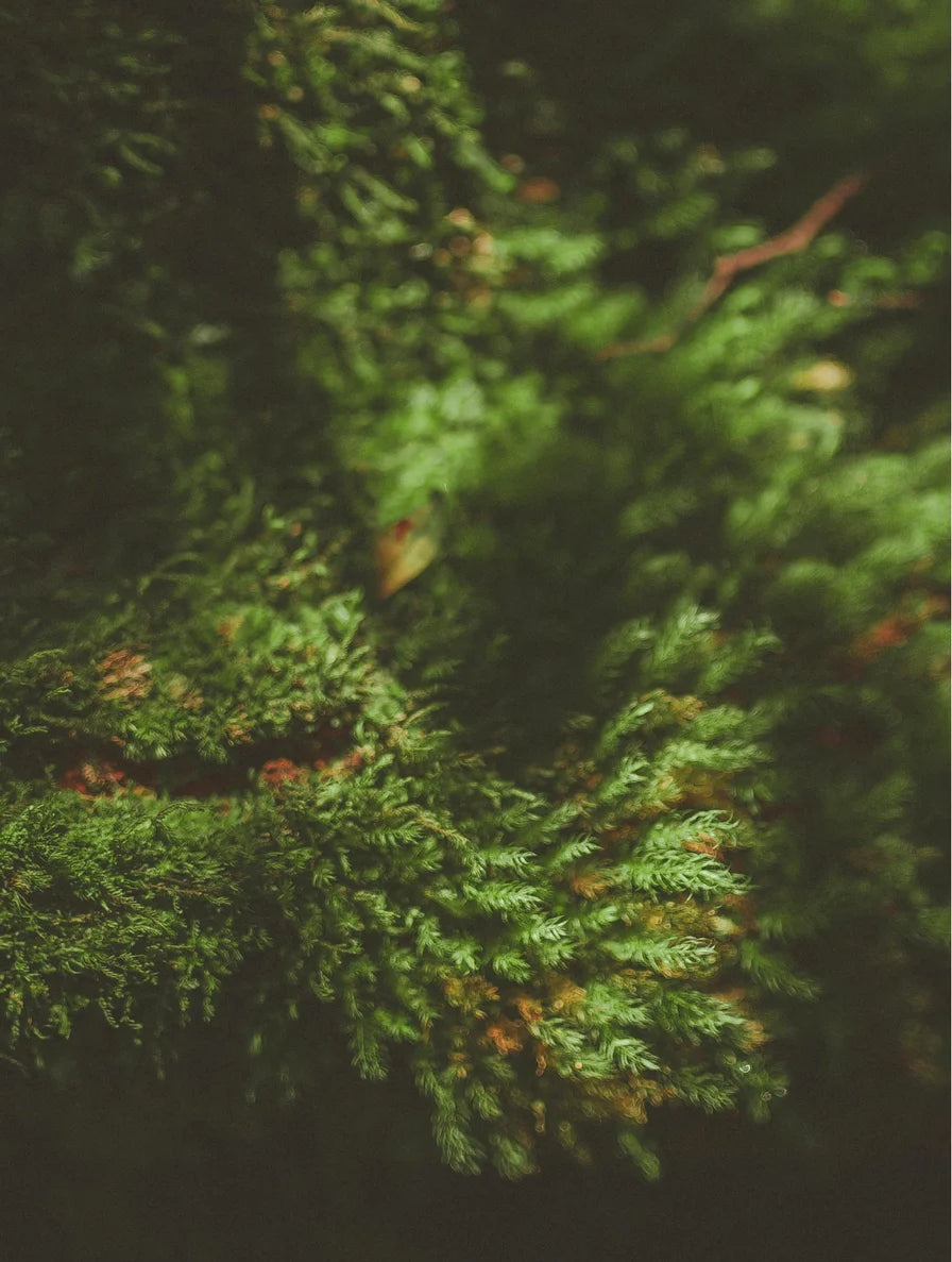 Softening Beard Oil